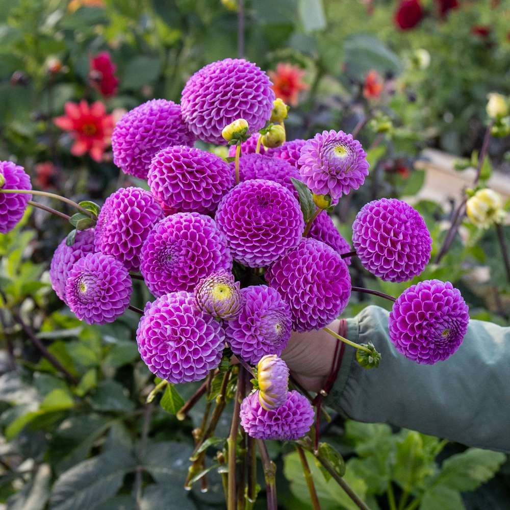 Dahlia 'Franz Kafka'